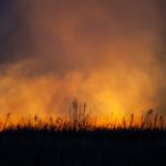 wildfire-150x150472294-1