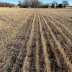 lack-of-winter-wheat-emergence_sd_2022-150x150850070-1