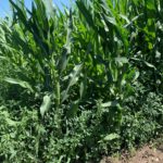 weeds_corn_weedpressure_brent_barnett-150x150861948-1