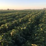 soybeans03-150x150390610-1