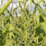 waterhemp-from-basf-150x150163597-1