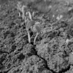 soybeansemerge-2-150x150873349-1
