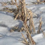 corn-stalks-in-snow-feb-2011-150x150666577-1
