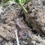 original_soil-150x150114219-1