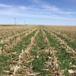 113017_covercrops_md-150x150335442-1