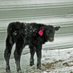 blizzard-calf-unl-3-19-150x150239684-1