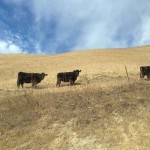 ca-drought-150x150255063-1