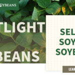 mo-soybeans_selling-soyleic-soybeans_1200x628-copy-150x150217896-1