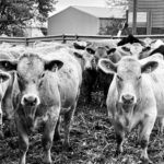cows3-150x150113855-1