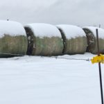 snow-1-150x150427946-1