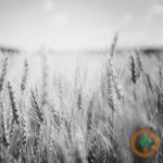 wheat400x400-2-150x150164206-1