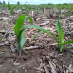 emerging-corn2-2022-ll-150x150351834-1