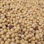 soybeans_inside-farmerjohn-grain-cart-by-larry-e1681244921674-150x15097902-1