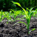 moreearlycorn-150x150158405-1