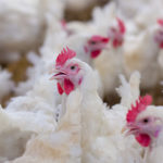 poultry-150x150520517-1