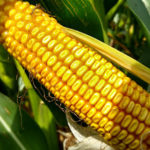 corncob-2021renks-150x150127689-1