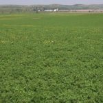 032818_alfalfa_md-150x150799912-1