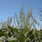 waterhemp-in-iowa-soybean-field-isu-150x150406835-1
