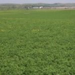 alfalfa-300x153-1-150x15024731-1