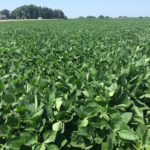soybeans-150x150791538-1