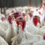 turkeyfarm-600x400-1-150x150106362-1