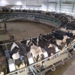 061219-rotary-milking-right-kinnard-farms-150x150935264-1