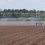 potatoes-sprouting-under-irrigation-cropped-150x150370302-1
