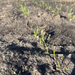 springwheat_2022-150x150164513-1