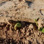 soybean-seedlings-150x150627828-1