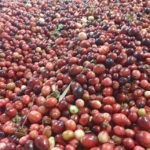 cranberries-150x150312867-1