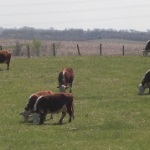 cattle-grazing-bennett-ne-3-30-12-150x150575550-1