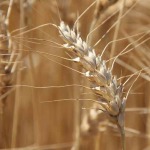 wheat-150x150621282-1