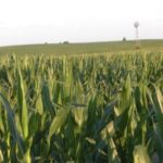 corn-field-july-2011-150x150626611-1