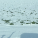 wheat-snow-storm-5-17-1-150x150153023-1