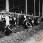 dairyupdate2400x400-150x150575067-1