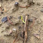 michigan-sugarbeets_may23-150x150972914-1