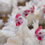 poultry-1-150x150254802-1