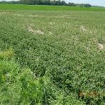 071818_weed_resistance_md-150x150618128-1