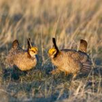 lesserprairiechicken-150x150714090-1