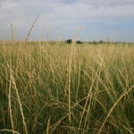 crp-grasses-usda-fsa-150x150263321-1