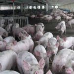181005_pigs_md-150x150133745-1