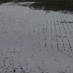 ponding-150x150315994-1