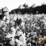 cotton400x400-150x15077175-1