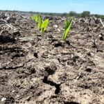 dry-corn_missouri_may0123-150x150643408-1