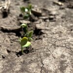 soybeans_emerge_centralmo-150x150874982-1