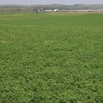homepage_2013_alfalfa_stand-150x150597767-1