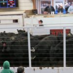 cattle-auction-callaway-livestock-auction-mo-4-20-150x150924158-1