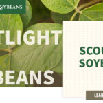 mo-soybeans_scouting-soybeans_1200x628-copy-150x150951320-1