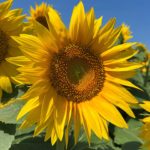 sunflower-150x15083219-1