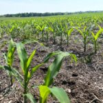 corn_missouri_may2023-150x150833057-1